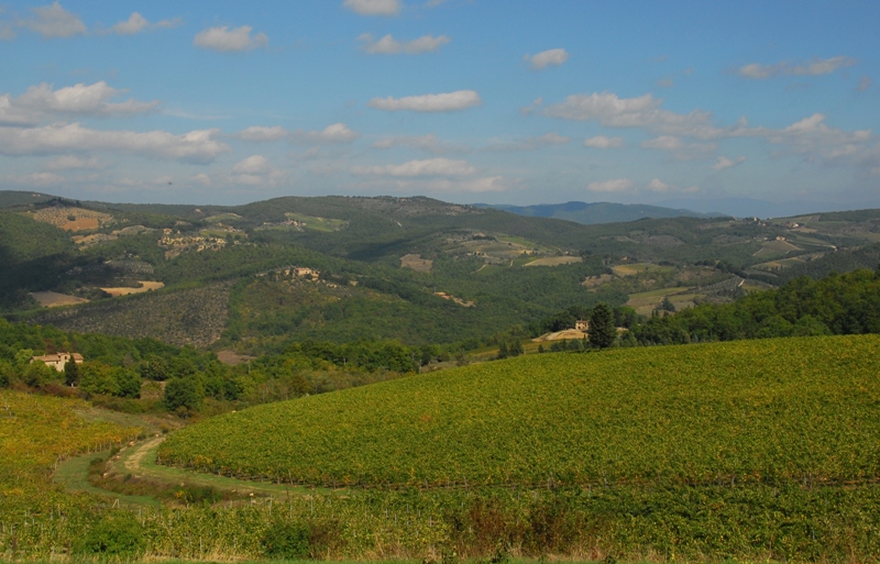 Chianti DSC_0231.JPG