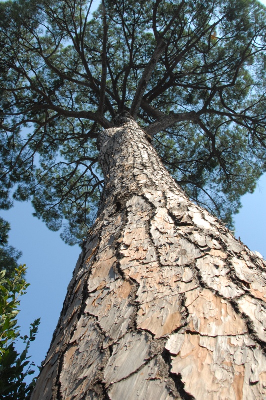 tree bark,Forum,RomeDSC_0110.JPG