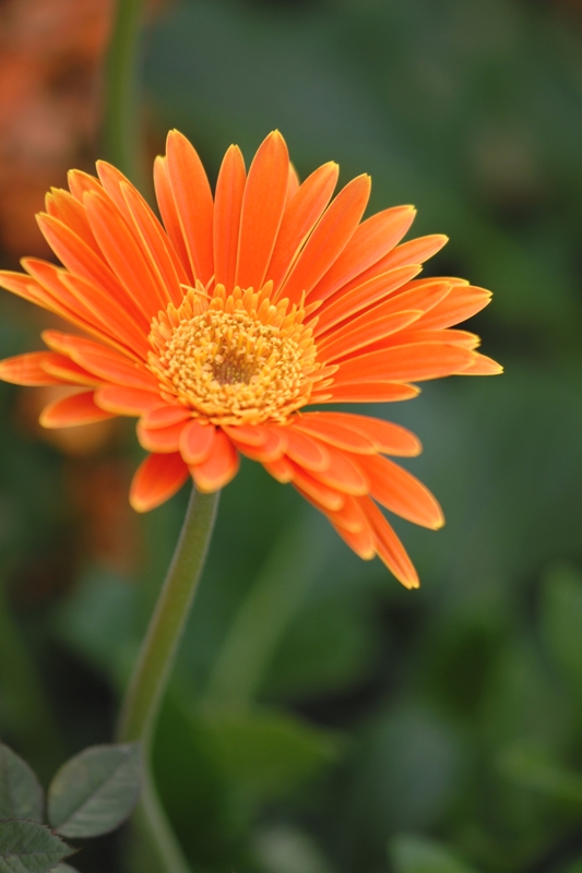 gerbera daisy DSC_0888.JPG