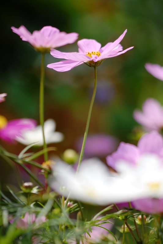 A spring rhapsody DSC_0780.JPG
