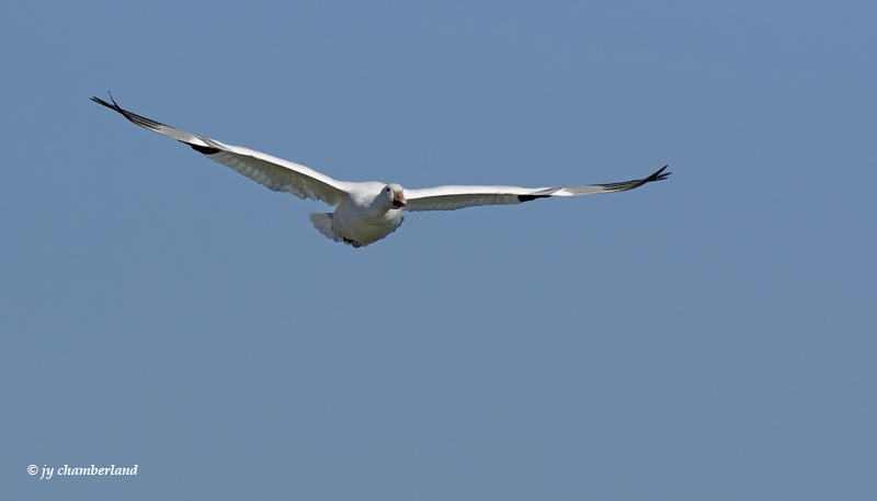 oie des neiges / snow goose.455.