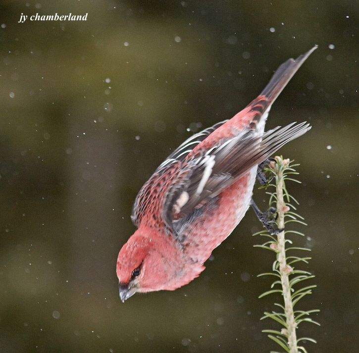 durbec des sapins / pine grosbeak