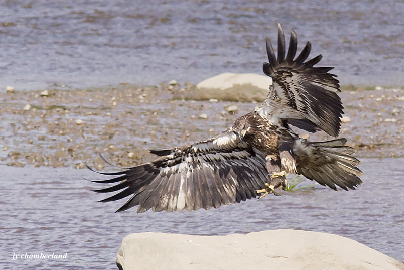 pygargue a tete blanche juv. / bald eagle