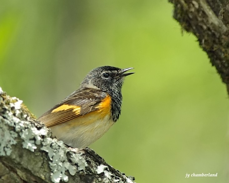 paruline flamboyante/american redstart.002.