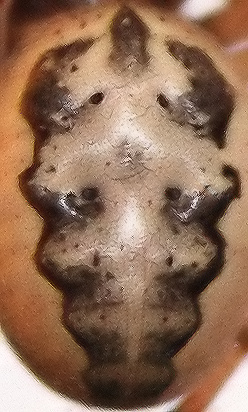 Close up of a spider back.