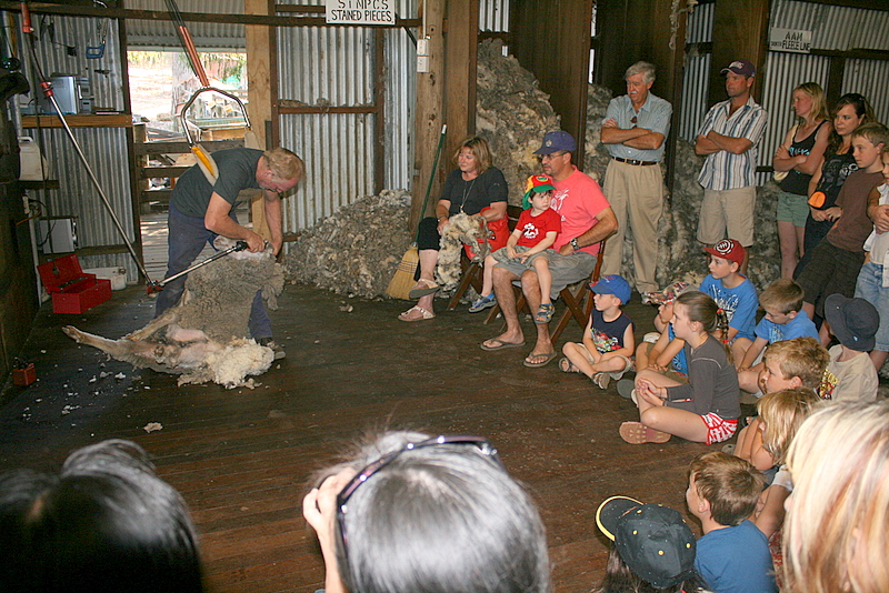 The shearing shed