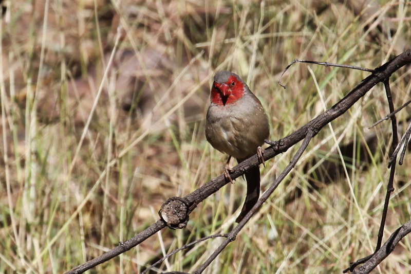 Crimson Finch