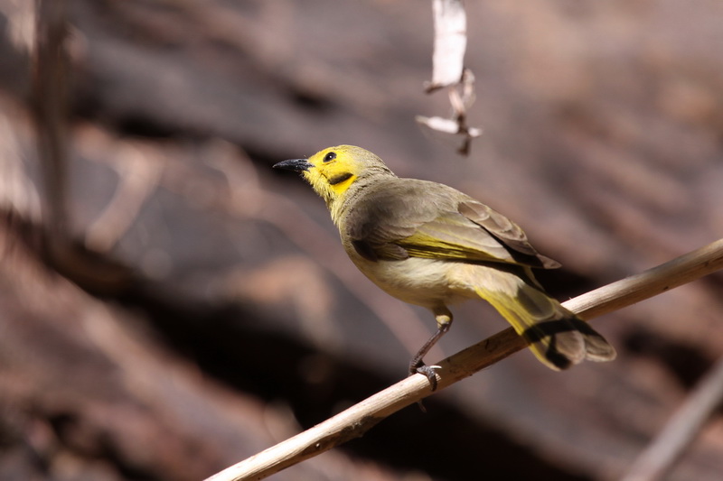 Yellow tinted Honeyeater