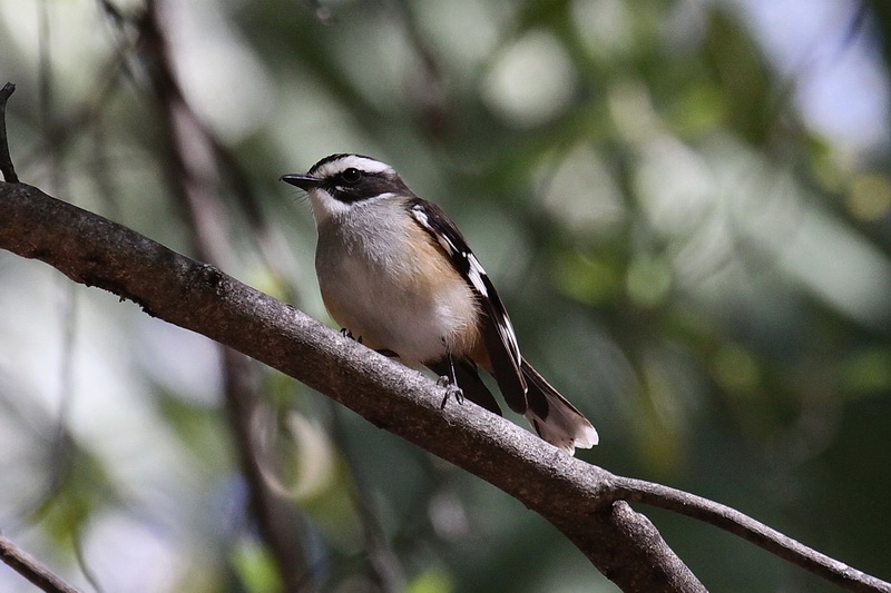 White-browed Robin