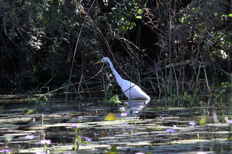 Great Egret
