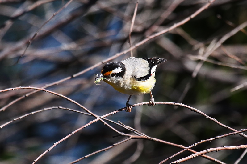 Striated Pardolote (Black-headed form)