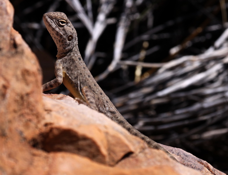 Ta ta lizard