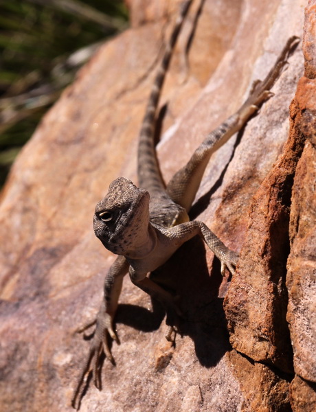 Ta ta lizard