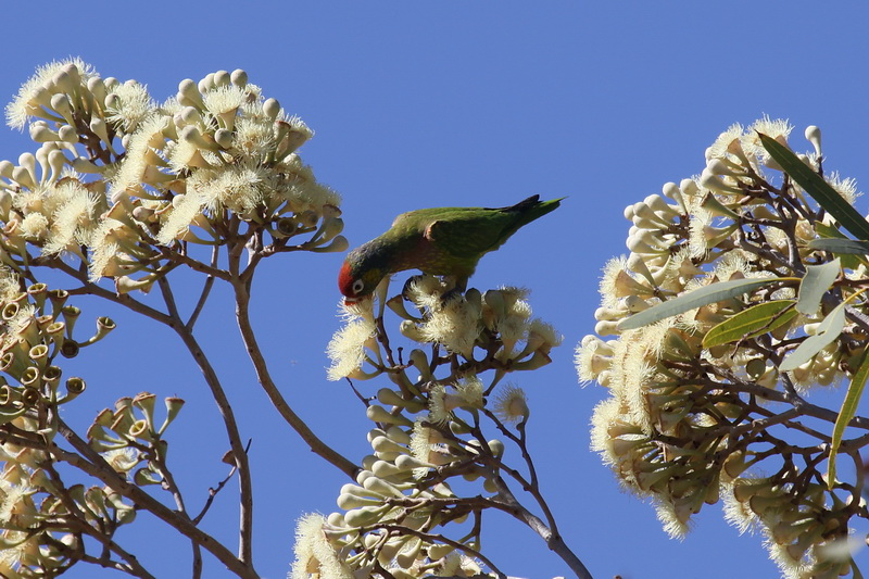 Varied Lorikeet