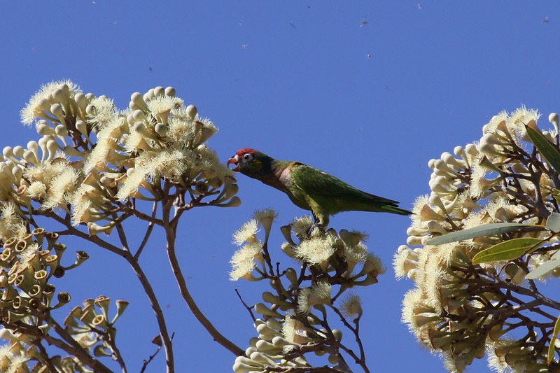 Varied Lorikeet