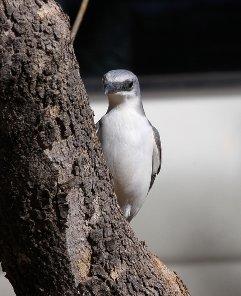 White-bellied Cuckoo-shrike