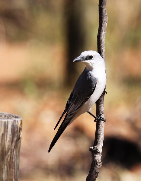 White-bellied Cuckoo-shrike