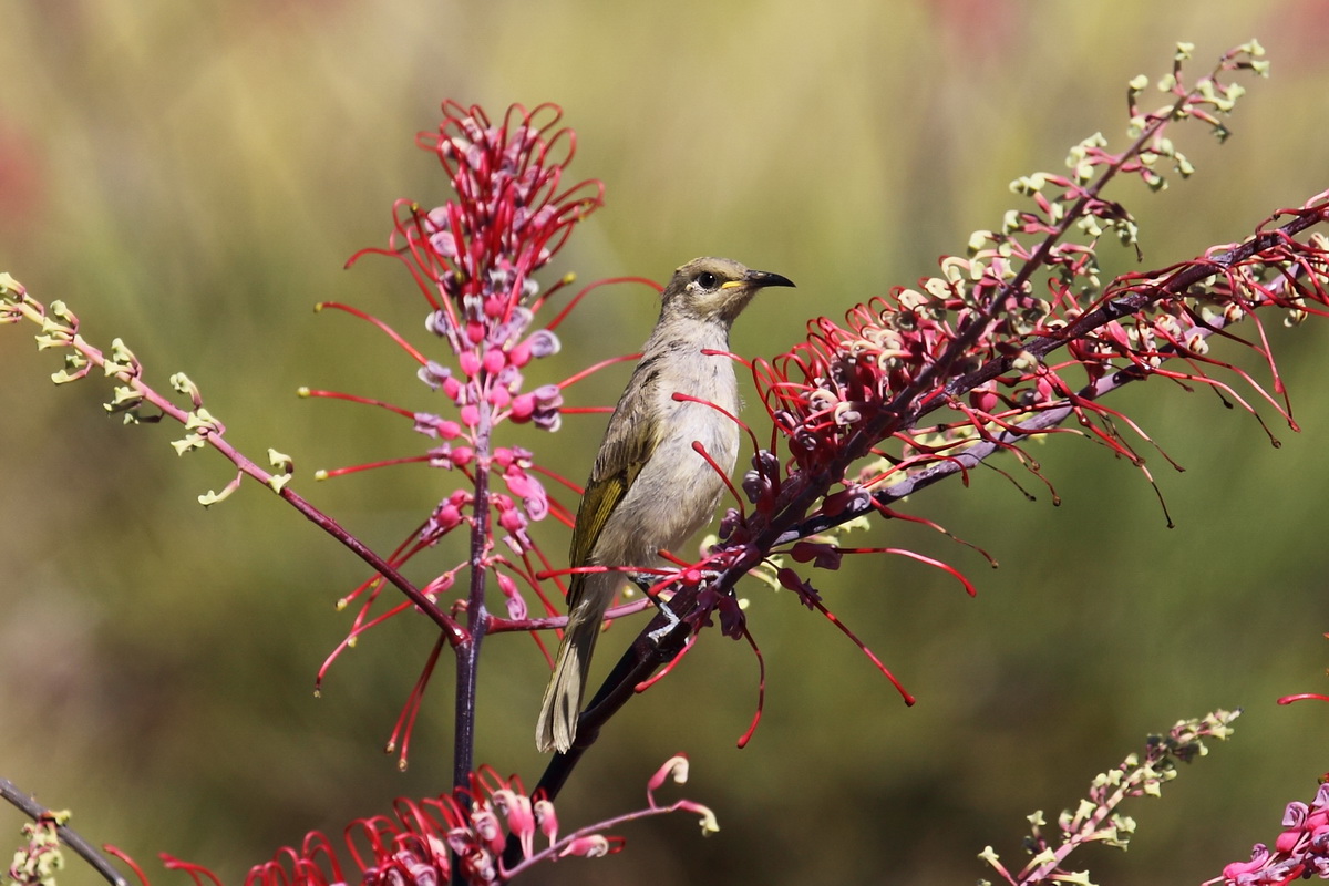 Brown Honeyeather feeding on Grevillea