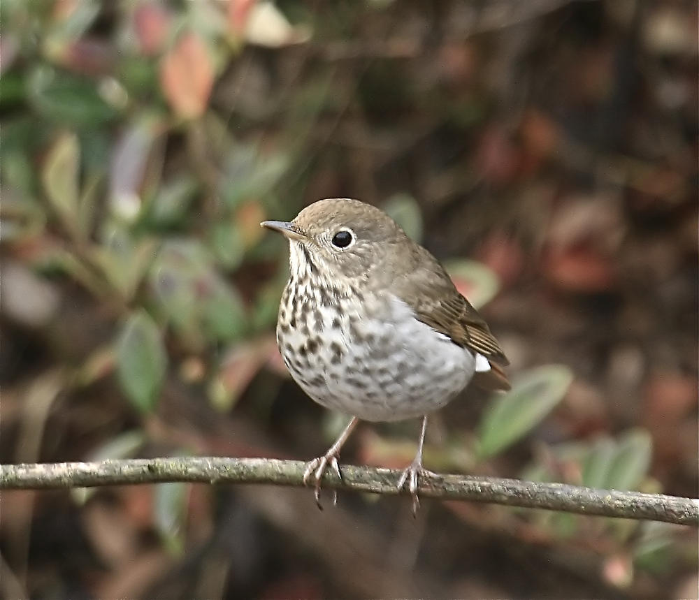 Hermit Thrush