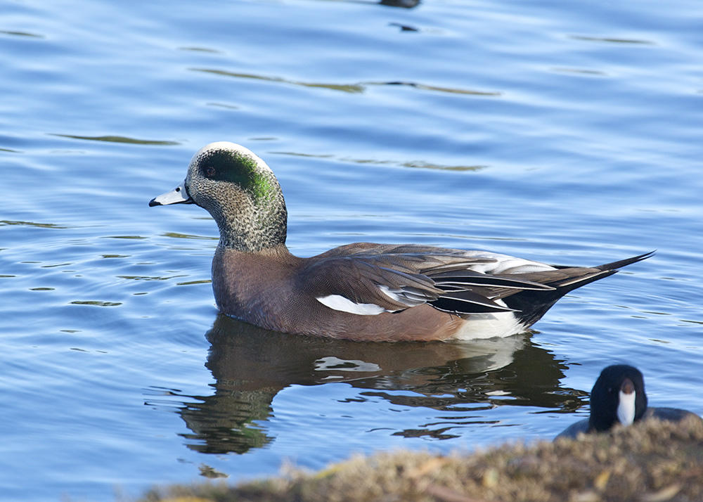 American Widgeon