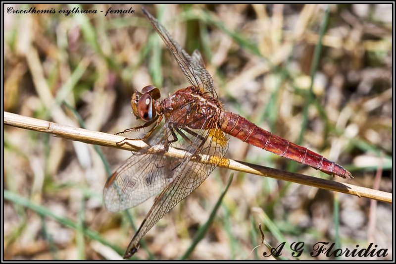 Crocothemis erythraea - female