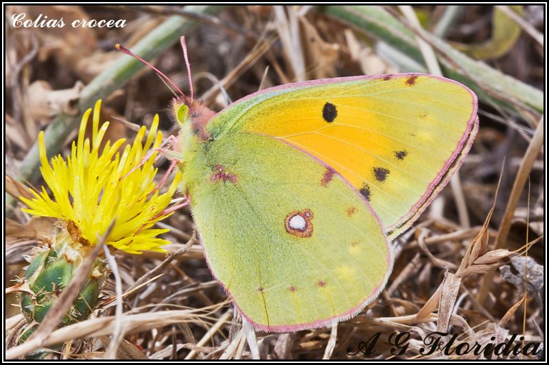 Colias crocea