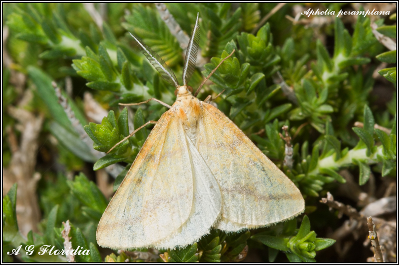 Aphelia peramplana ssp. vallettai