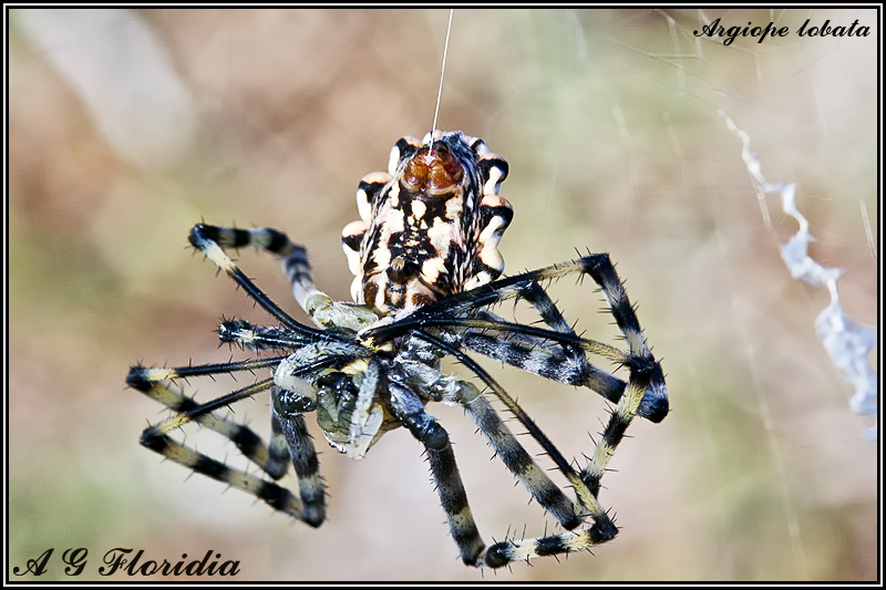  Argiope lobata