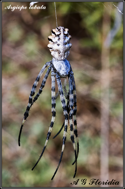 Argiope lobata