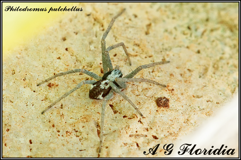 Philodromus pulchellus