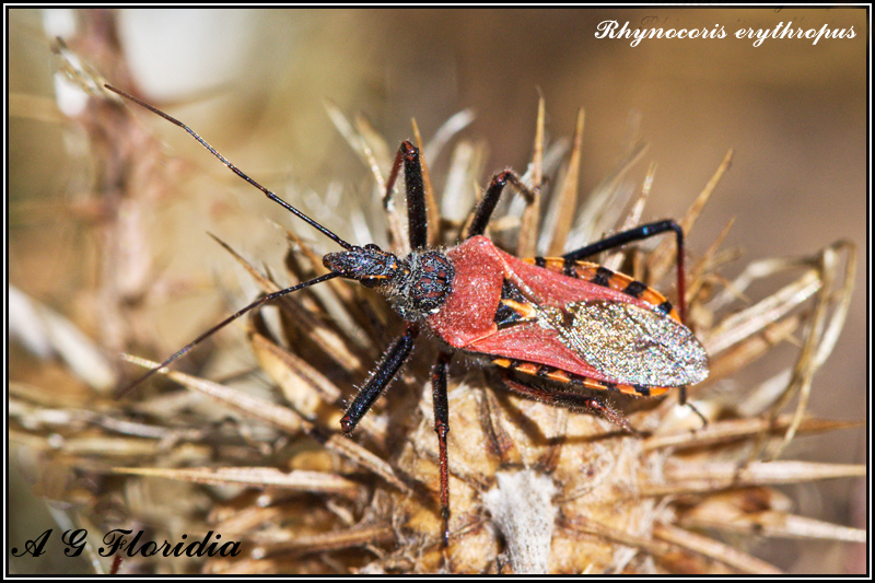 Rhynocoris erythropus