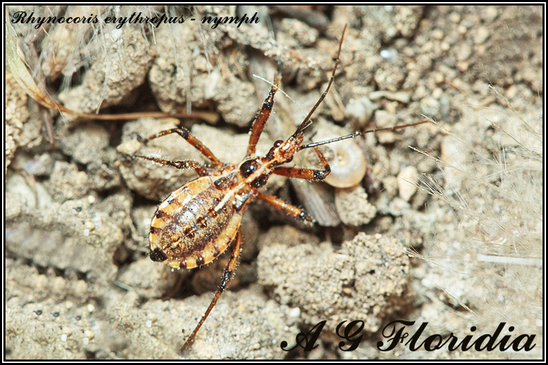 Rhynocoris erythropus - nymph