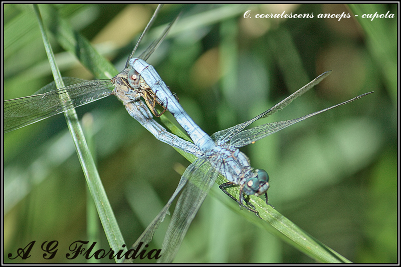 Orthetrum coerulescens anceps - cupola.