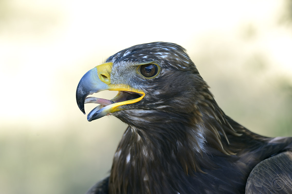  Golden Eagle (Aquila Chrysaetos)