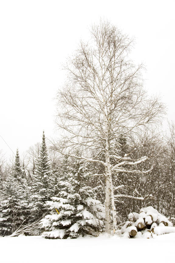 Birch at the garden - I love birch for its white bark, fall color and  it heats our house.