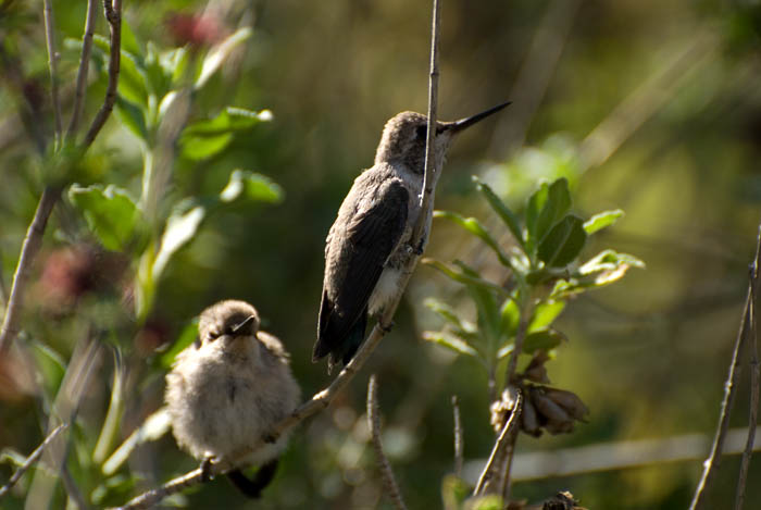 Baby Humming birds