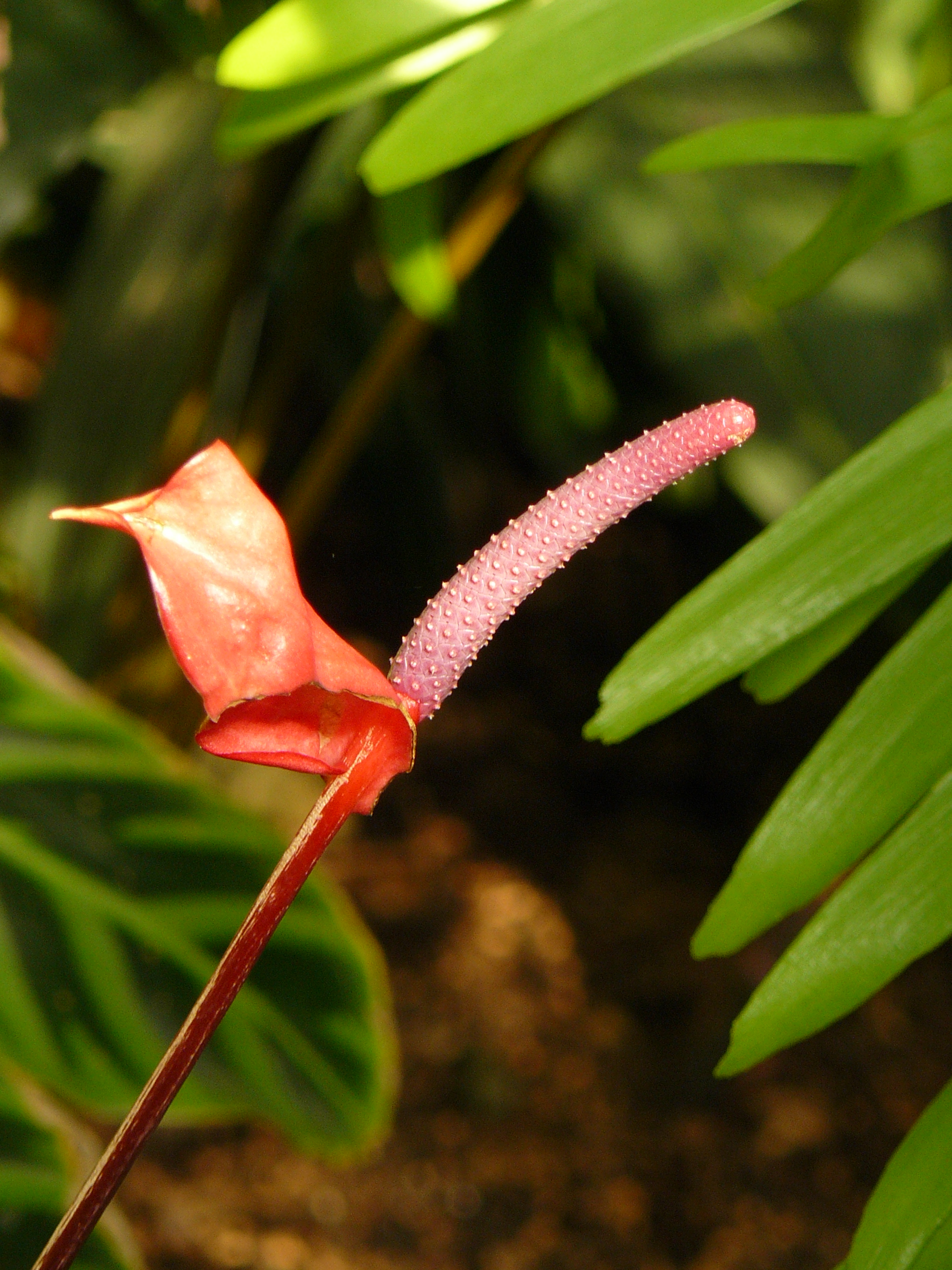 P1020213.JPG