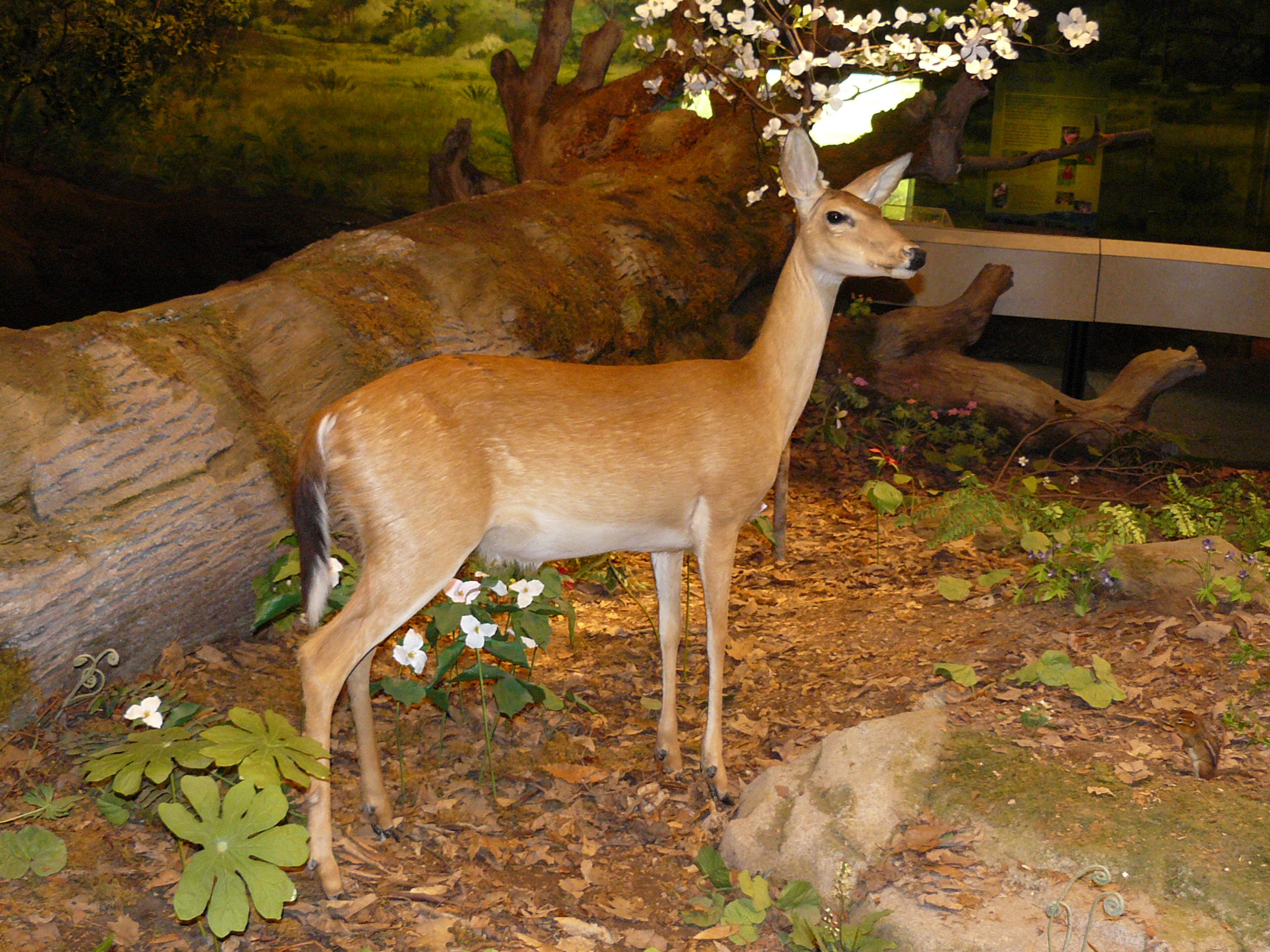 P1020355.JPG