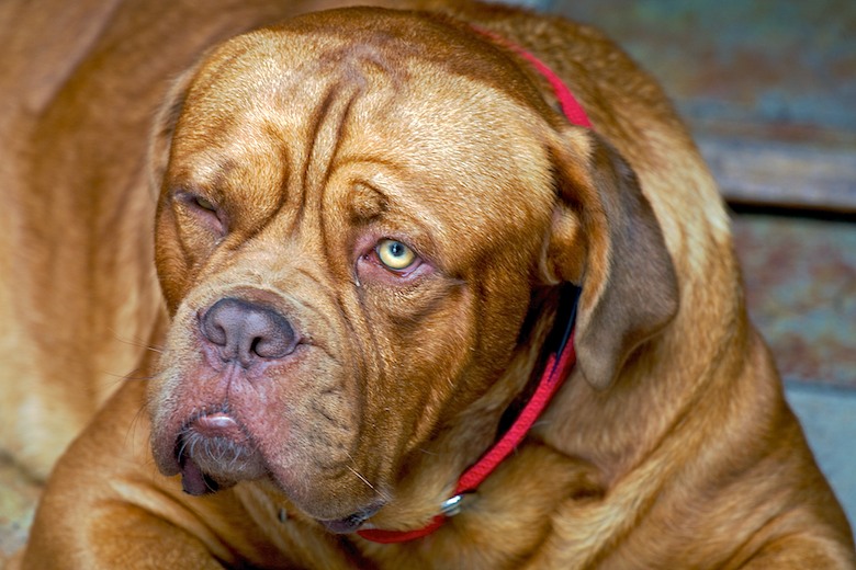Random Arcs Resembling Dog