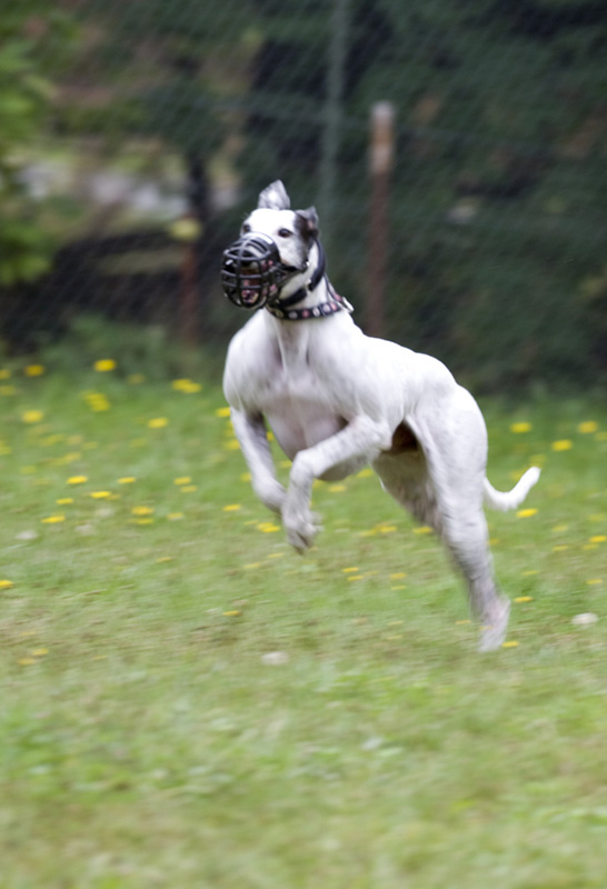 Bounding