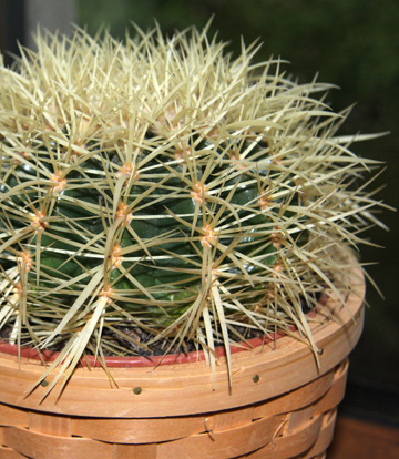Prickly