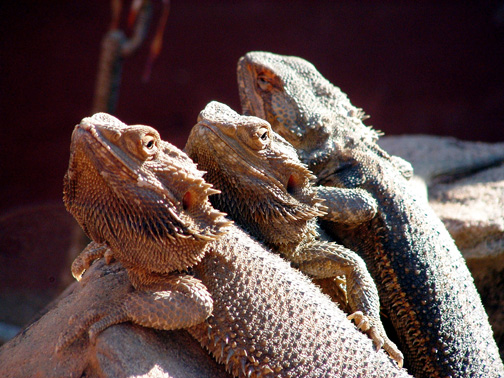3 Lizards