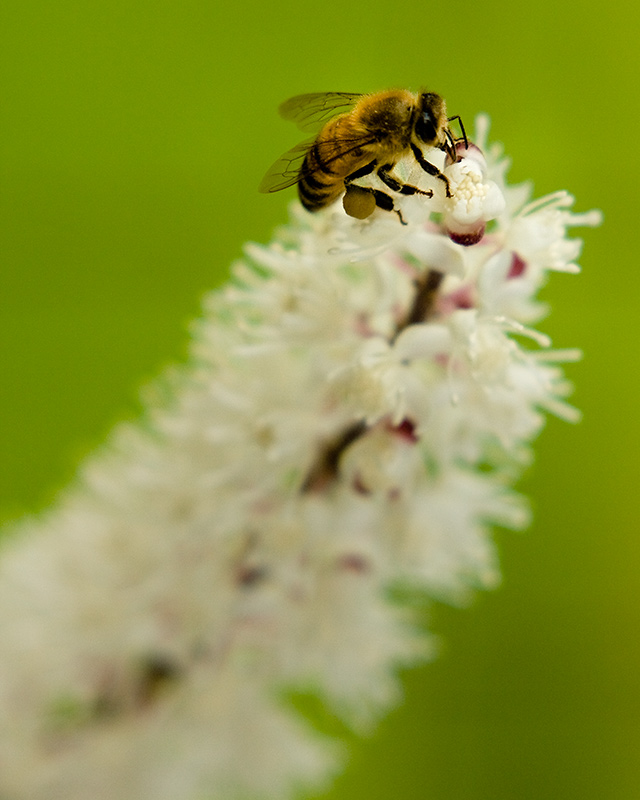 Tactile bee