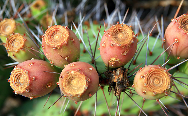 Prickily