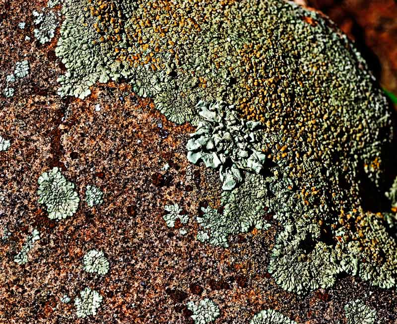Lichen