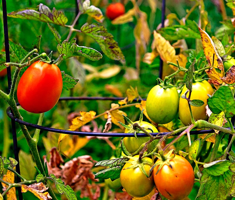 Red and Green