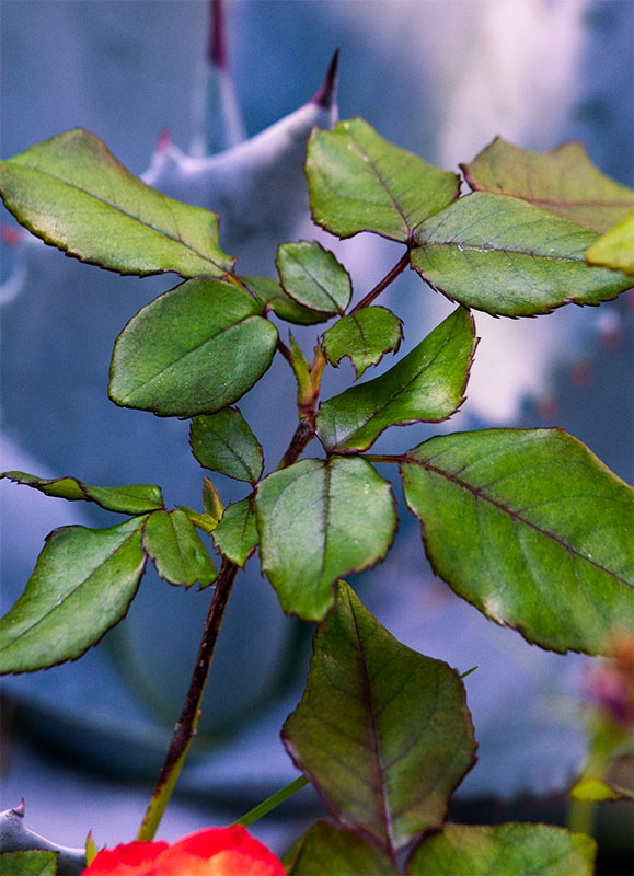 Rose Leaves