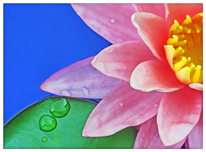 8th - Waterlily - by Lydia