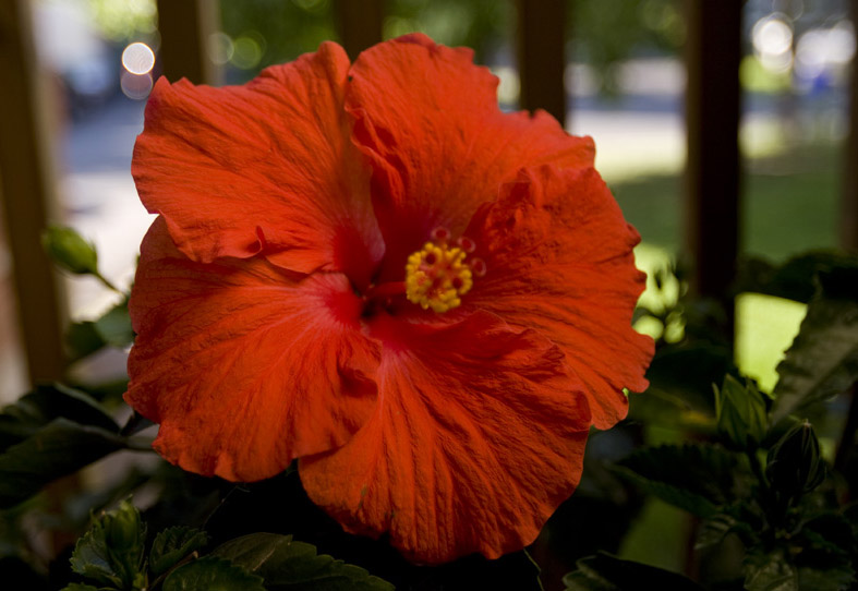 Hibiscus