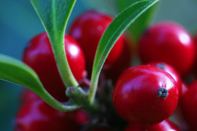 Holly Berries